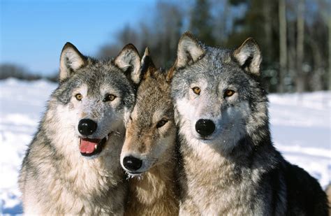 three wolves photos